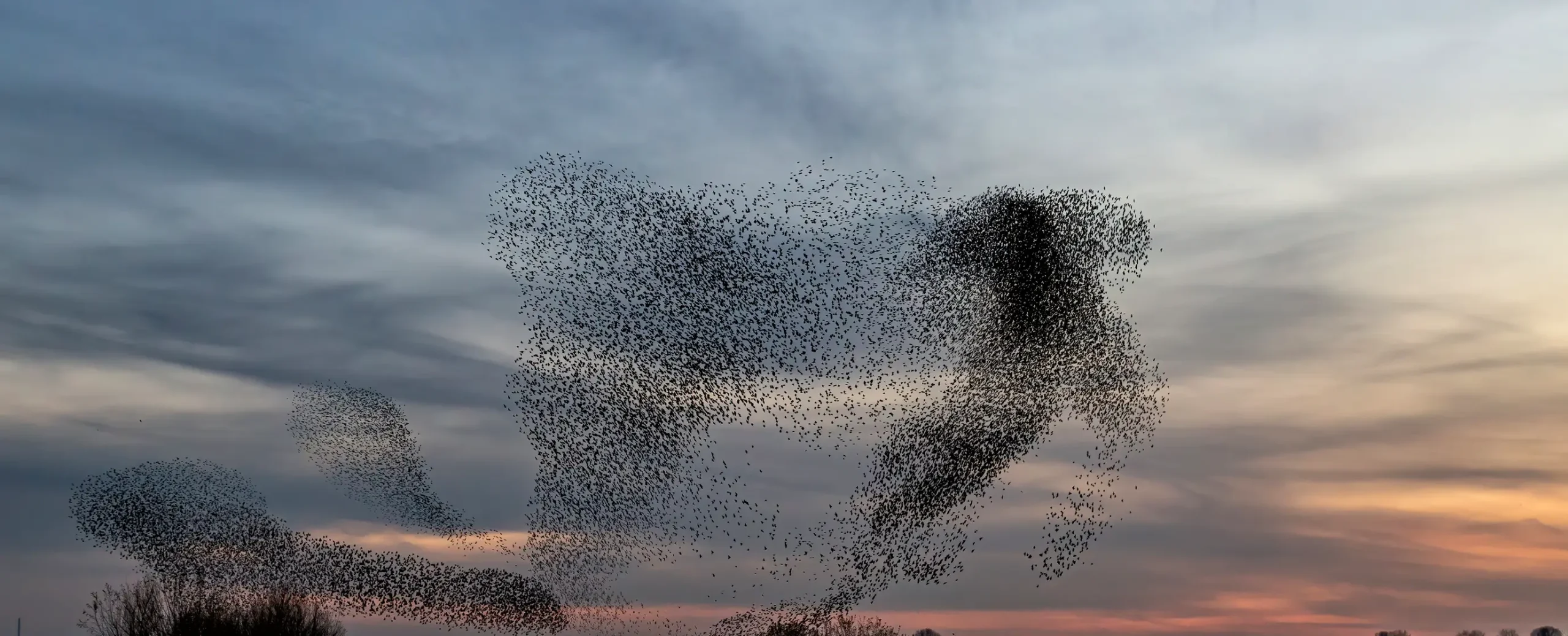 A murmuration of starlings forms fluid shapes against a sunset sky, with soft orange and blue hues, creating a dynamic and awe-inspiring scene.